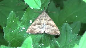 Attēlu rezultāti vaicājumam “Polypogon tentacularius male”
