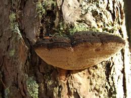 Attēlu rezultāti vaicājumam “Phellinus pini”