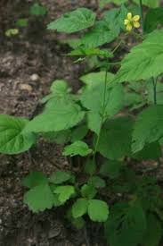 Attēlu rezultāti vaicājumam “Geum urbanum”