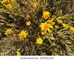 Attēlu rezultāti vaicājumam “Senecio vernalis bud”