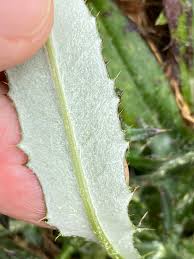 Attēlu rezultāti vaicājumam “Cirsium x rigens leaf”