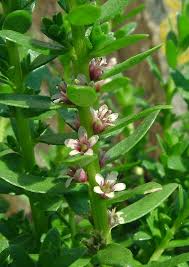 Attēlu rezultāti vaicājumam “Glaux maritima”