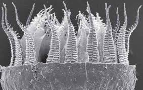 Attēlu rezultāti vaicājumam “Bryum funkii”