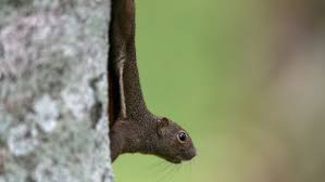 Attēlu rezultāti vaicājumam “Diderma rufostriatum young”