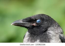 Attēlu rezultāti vaicājumam “Corvus cornix juvenile”