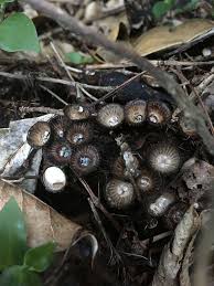 Attēlu rezultāti vaicājumam “Cyathus striatus”