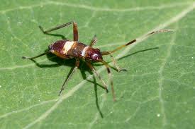 Attēlu rezultāti vaicājumam “Closterotomus biclavatus imago”