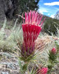 Attēlu rezultāti vaicājumam “Cirsium x rigens”