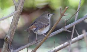 Image result for Catharus guttatus