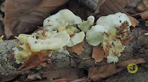 Attēlu rezultāti vaicājumam “Antrodiella faginea”