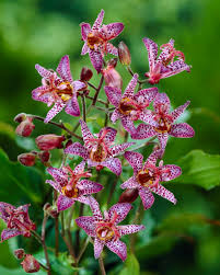 Image result for Tricyrtis `Black Beauty`