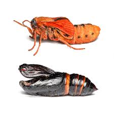 Attēlu rezultāti vaicājumam “Diacrisia sannio female”