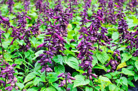 Attēlu rezultāti vaicājumam “Labiatae”