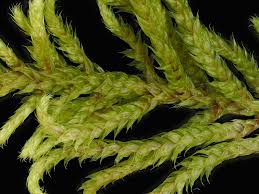 Attēlu rezultāti vaicājumam “Antitrichia curtipendula macro”