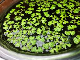 Attēlu rezultāti vaicājumam “Ricciocarpos natans”