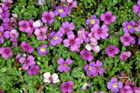 Attēlu rezultāti vaicājumam “Aubrieta deltoidea”