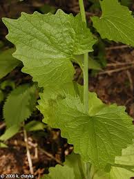 Attēlu rezultāti vaicājumam “Alliaria petiolata leaf”