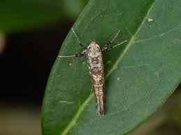 Attēlu rezultāti vaicājumam “Gracillaria syringella imago”