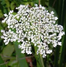 Image result for Daucus carota