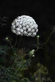 Attēlu rezultāti vaicājumam “Daucus sativus flower”