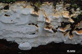 Attēlu rezultāti vaicājumam “Antrodia serialis”