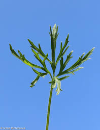 Attēlu rezultāti vaicājumam “Ranunculus polyanthemos”