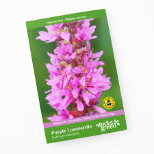 Attēlu rezultāti vaicājumam “Lythrum salicaria leaf”