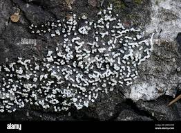 Attēlu rezultāti vaicājumam “Physarum straminipes plasmodium”