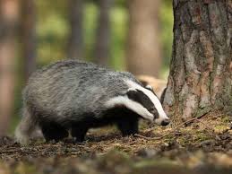 Attēlu rezultāti vaicājumam “Meles meles”