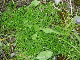 Attēlu rezultāti vaicājumam “Sagina procumbens”