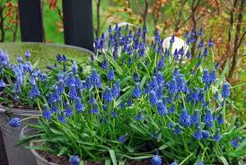 Attēlu rezultāti vaicājumam “Muscari armeniacum flower”
