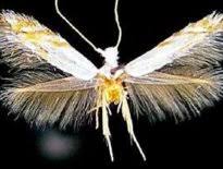 Attēlu rezultāti vaicājumam “Bucculatricidae”