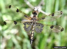 Attēlu rezultāti vaicājumam “Odonata”