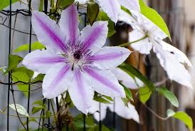 Attēlu rezultāti vaicājumam “Clematis flower”