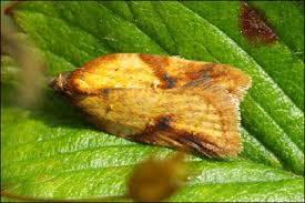 Attēlu rezultāti vaicājumam “Acleris aspersana”