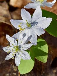 Attēlu rezultāti vaicājumam “Isopyrum thalictroides fruit”