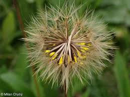 Attēlu rezultāti vaicājumam “Leontodon hispidus leaf”