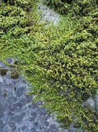 Attēlu rezultāti vaicājumam “Homalothecium sericeum”