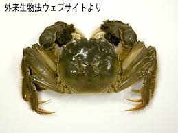 Image result for Eriocheir sinensis