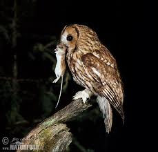 Image result for Strix aluco