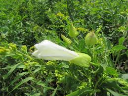 Attēlu rezultāti vaicājumam “Calystegia inflata leaf”