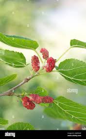 Attēlu rezultāti vaicājumam “Morus alba”