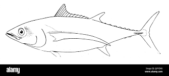 Image result for Thunnus alalunga