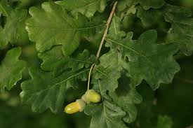 Attēlu rezultāti vaicājumam “Quercus robur”