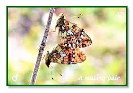 Attēlu rezultāti vaicājumam “Clossiana euphrosyne upperside”