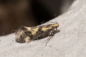 Attēlu rezultāti vaicājumam “Denisia similella”