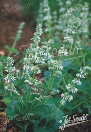 Attēlu rezultāti vaicājumam “Salvia verticillata”