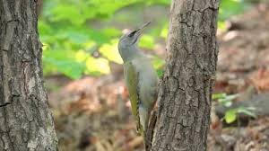 Attēlu rezultāti vaicājumam “Picus canus female”