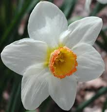 Attēlu rezultāti vaicājumam “Narcissus”