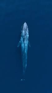 Image result for Balaenoptera physalus